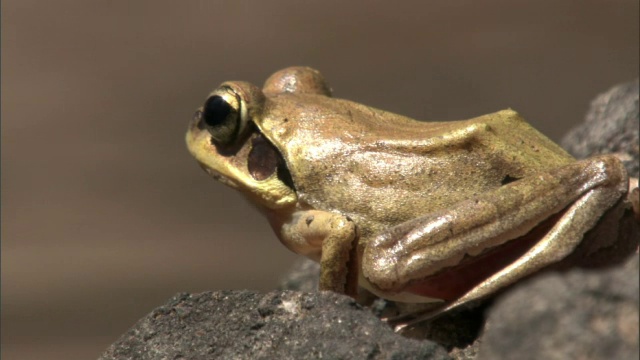 跳蛙(Aglyptodactylus)跃入森林池塘，马达加斯加视频素材