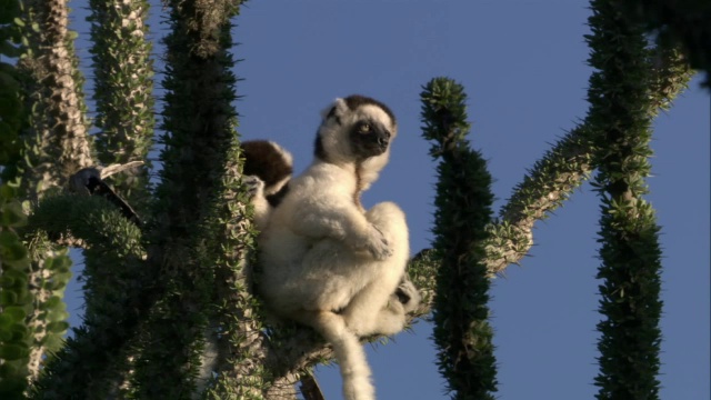 Verreaux的sifakas (Propithecus verreauxi)坐在Ocotillo (procera)茎上，马达加斯加视频素材