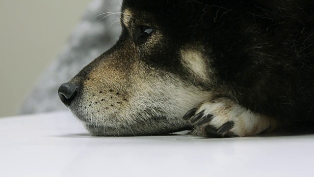 Shiba Inu 狗休息的 CU视频素材