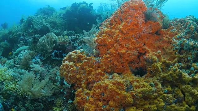 在珊瑚礁下潜水视频素材