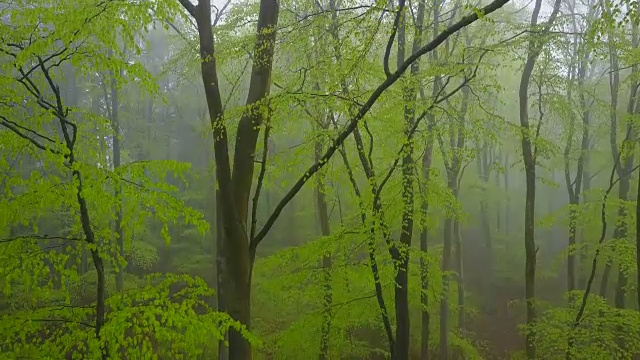 无人机飞过雾蒙蒙的山毛榉森林视频素材