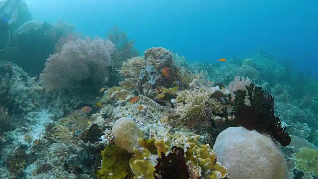 热带海洋珊瑚礁视频素材