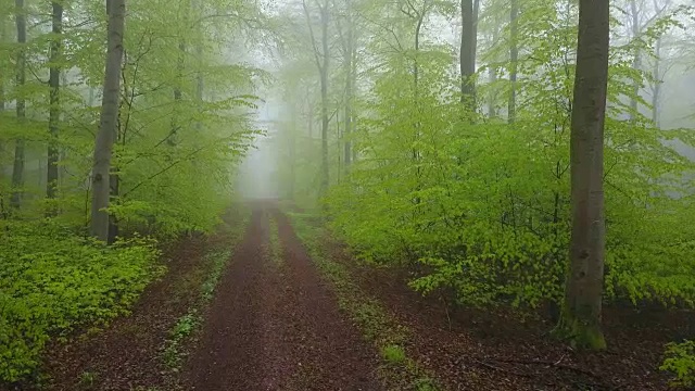 无人机飞过雾蒙蒙的山毛榉森林视频素材