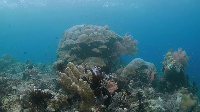 海底珊瑚礁，热带海洋视频素材