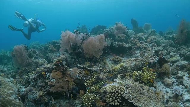 在暗礁中休闲潜水视频素材