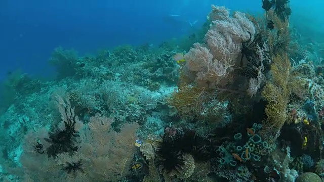 健康的珊瑚礁，拉贾·安帕视频素材