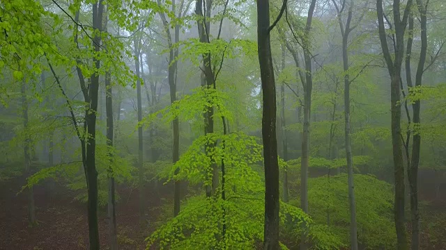 无人机飞过雾蒙蒙的山毛榉森林视频素材