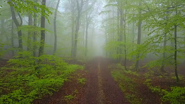 无人机飞过雾蒙蒙的山毛榉森林视频素材