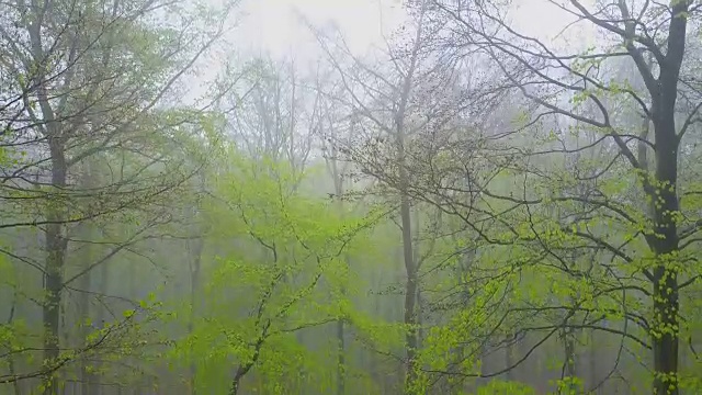 无人机飞过雾蒙蒙的山毛榉森林视频素材