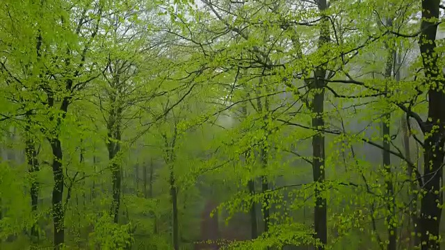 无人机飞过雾蒙蒙的山毛榉森林视频素材