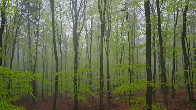 无人机飞过雾蒙蒙的山毛榉森林视频素材