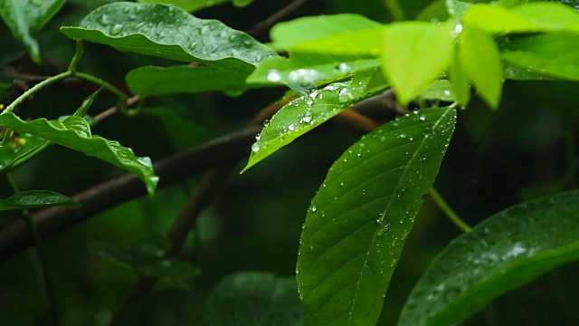 泰国雨季的雨滴落在绿叶上视频素材