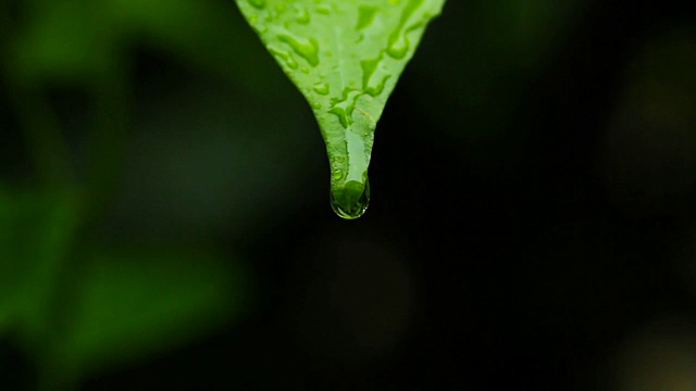 泰国雨季的雨滴落在绿叶上视频素材