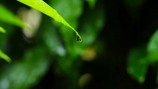 泰国雨季的雨滴落在绿叶上视频素材