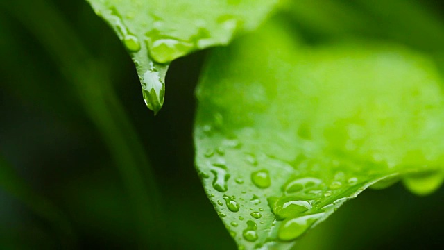 泰国雨季的雨滴落在绿叶上视频素材