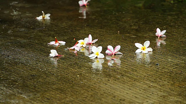 在泰国的雨季，雨点落在地板上，上面有五颜六色的花朵视频素材