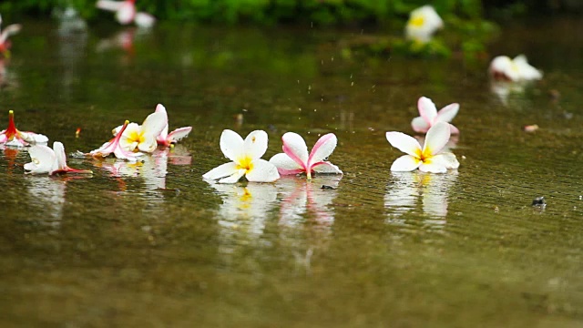 泰国雨季的雨滴落在绿叶上视频素材