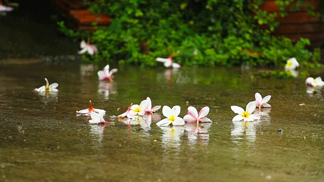 在泰国的雨季，雨点落在地板上，上面有五颜六色的花朵视频素材