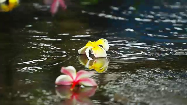 在泰国的雨季，雨点落在地板上，上面有五颜六色的花朵视频素材