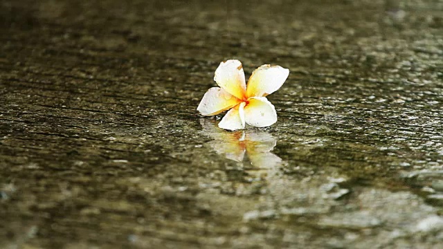 泰国雨季的雨滴落在绿叶上视频素材