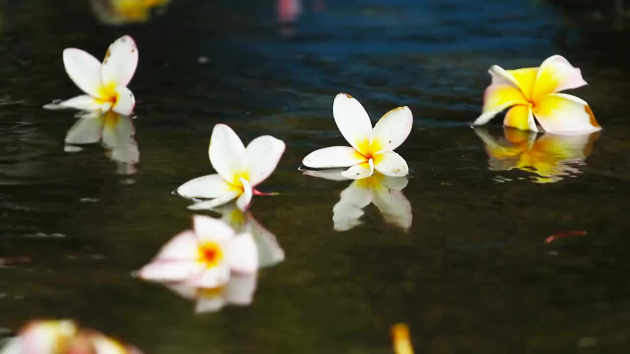 在泰国的雨季，雨点落在地板上，上面有五颜六色的花朵视频素材