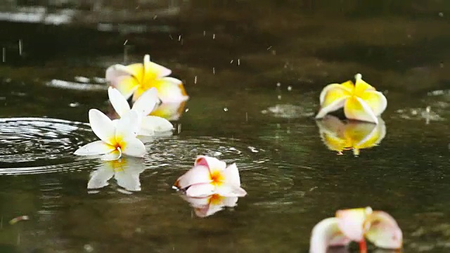 在泰国的雨季，雨点落在地板上，上面有五颜六色的花朵视频素材