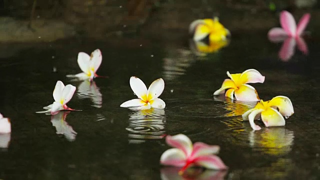 在泰国的雨季，雨点落在地板上，上面有五颜六色的花朵视频素材