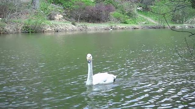 湖面上漂浮的天鹅视频素材