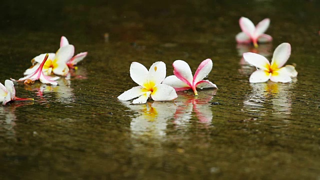 在泰国的雨季，雨点落在地板上，上面有五颜六色的花朵视频素材