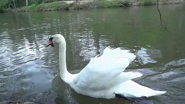 湖面上漂浮的天鹅视频素材