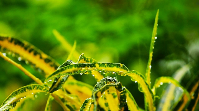 泰国雨季的雨滴落在绿叶上视频素材