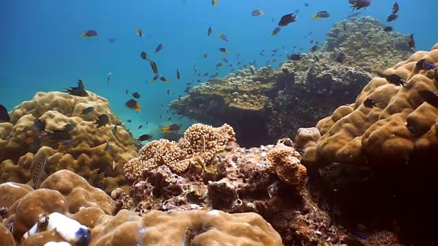 脆弱珊瑚礁生态系统海洋环境中的小热带鱼群。在泰国安达曼海甲米的Koh Haa群岛，珊瑚礁作为保护免受捕食者的侵害。视频素材