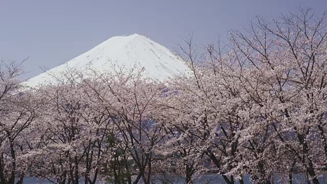 富士山和樱花视频素材