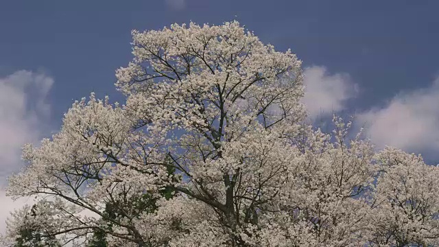 樱桃树在微风中摇摆视频素材