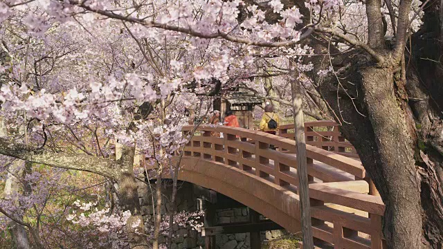 樱花盛开的高藤城堡遗址视频素材