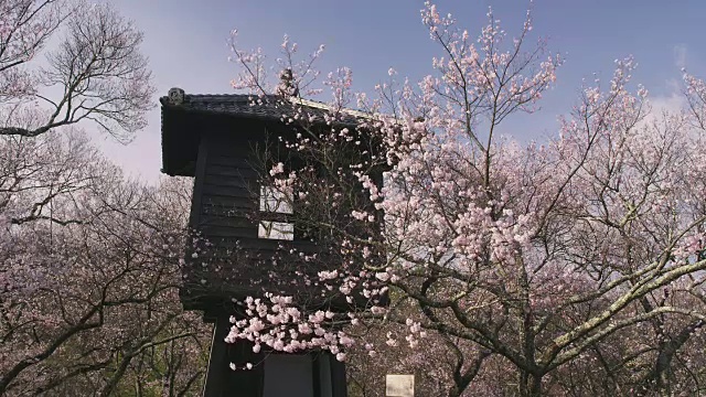 樱花盛开的高藤城堡遗址视频素材