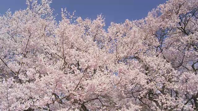 樱桃树在微风中摇摆视频素材