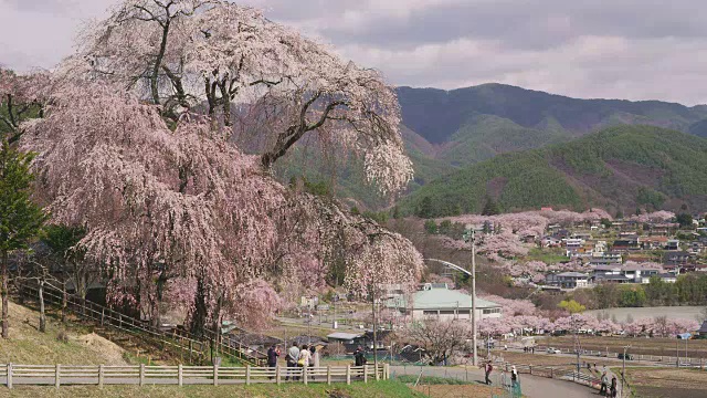 日本胜间屋室的一棵樱桃树视频素材