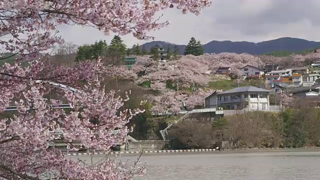 樱花盛开的高藤城堡遗址视频素材