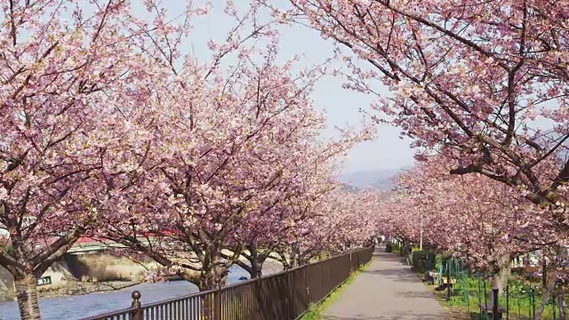 日本的川崎花视频素材