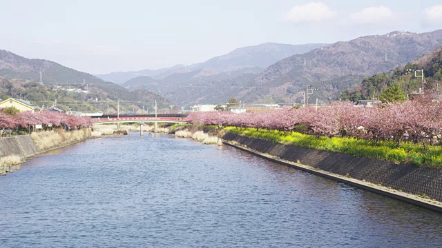 日本的川崎花视频素材