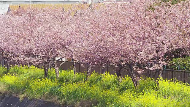 日本的樱桃树和芥菜花视频素材