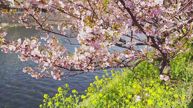 日本的樱桃树和芥菜花视频素材