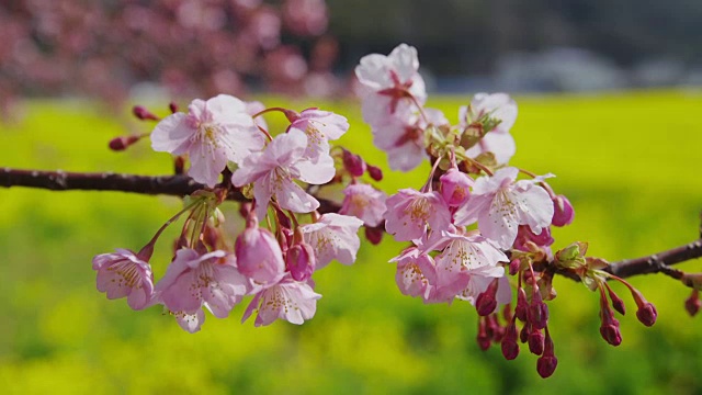 樱花和芥菜花视频素材