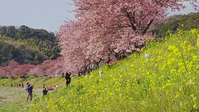 樱花和芥菜花视频素材