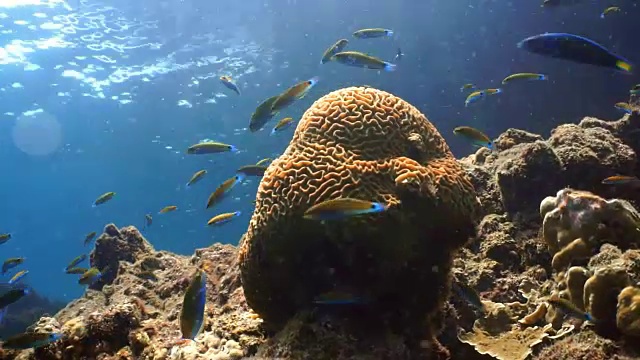 脆弱珊瑚礁生态系统海洋环境中的月濑浅滩。在泰国安达曼海甲米的Koh Haa群岛，珊瑚礁作为保护免受捕食者的侵害。视频素材