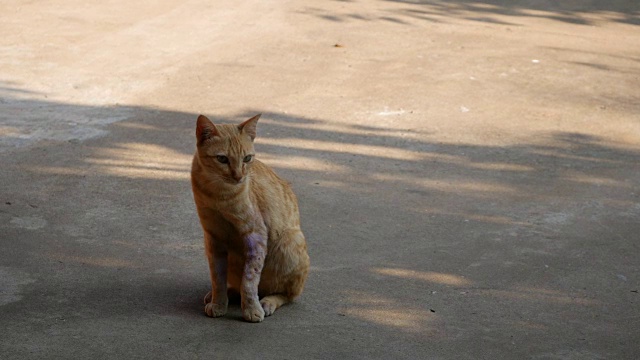 条纹小猫舔干净视频素材