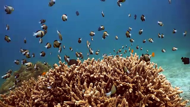 在脆弱的鹿角珊瑚(Acropora)上的印度小热带鱼(Dascyllus cameus)浅滩，Koh Haa群岛，甲米，安达曼海，泰国。视频素材