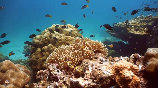 华丽的海葵又名Ritteri海葵，与臭鼬海葵鱼(Amphiprion ephippium)小丑鱼。珊瑚礁脆弱的生态系统和海洋环境，泰国甲米高Haa。视频素材