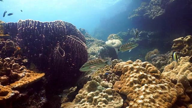 玻璃鱼学校又名侏儒清洁工(Parapriacanthus ransonneti)，被方格鲷(Lutjanus decussatus)狩猎。泰国甲米安达曼海哈岛珊瑚礁脆弱的生态系统海洋环境。视频素材